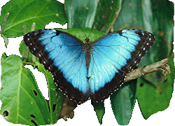 Schmetterling