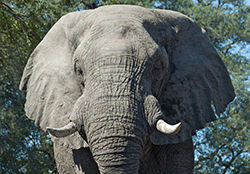 Elefant