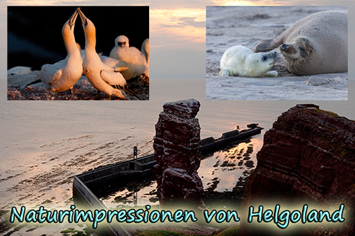 Naturimpressionen von Helgoland Basstölpel und Kegelrobben