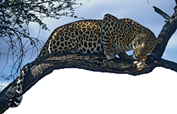 Leopard Leopard
