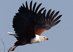 Schreiseeadler Schreiseeadler